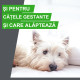 Frontline Combo Spot-On L – Soluție Antiparazitară Externă pentru Câini de Talie Mare (20–40 kg) – 3 Pipete